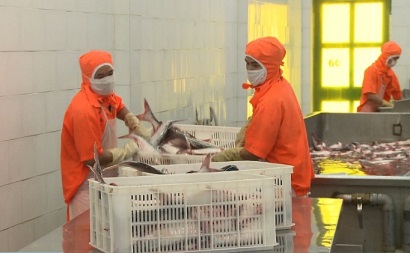 Triển vọng tăng xuất khẩu cá tra vào Trung Quốc