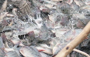 Ngành cá rô phi Trung Quốc lo ngại về thuế quan 25% của Mỹ