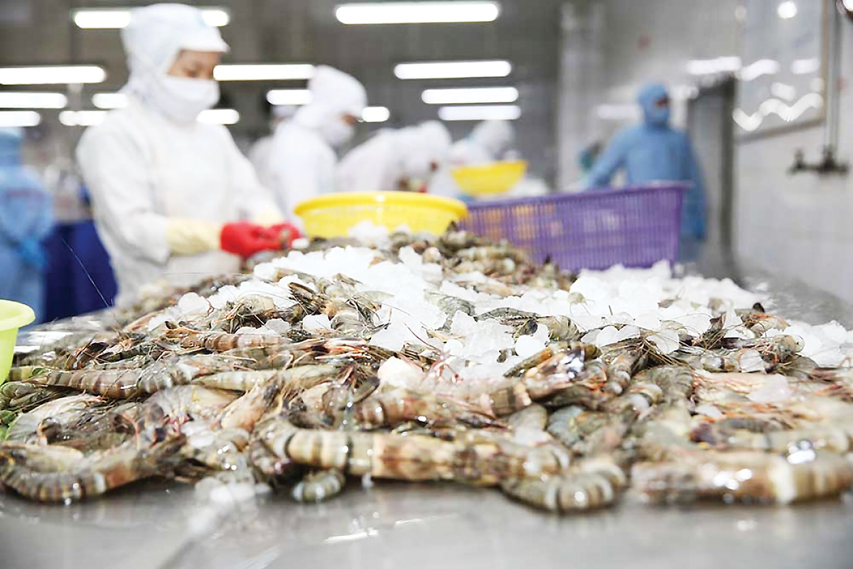 Xuất Khẩu Tôm Có Thể Chững Lại Trong Nửa Cuối Năm 2025