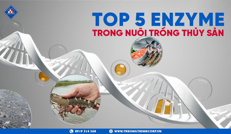 TOP 5 ENZYME TRONG NUÔI TRỒNG THỦY SẢN