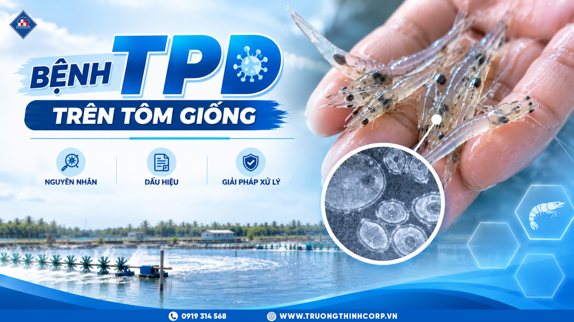 Bệnh TPD Trên Tôm Giống: Nguyên Nhân, Dấu Hiệu Và Giải Pháp Xử Lý